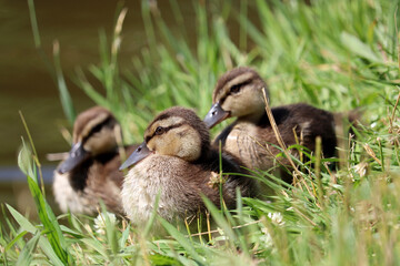 Mallard ducklings sitting in a green grass on a lake coast. Baby birds at summer near the water