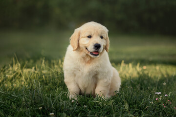 Young Pretty Golden Retriever Puppy Laying in Sun on Grass. 6 Week old Golden Retriever puppy