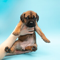 Brown puppy on a blue background. Little Cane Corso. Dog show. Pedigree dog. Brown Cane Corso puppy