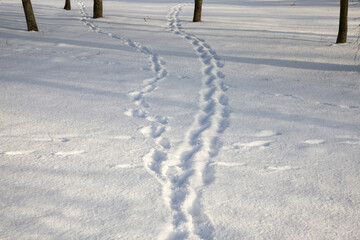 track on a winter road