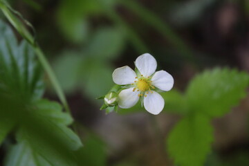 Strawberry flower. Summer time.