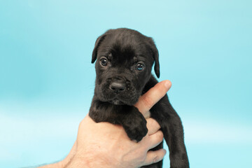 Black puppy on a blue background. Little Cane Corso. Dog show. Pedigree dog.