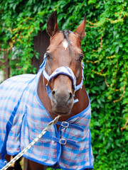  portrait of beautiful sportive horse  dressed in blue blanket and halter