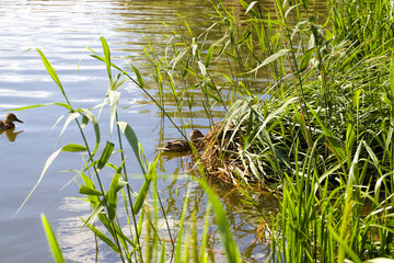 ducks in the lake