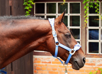  portrait of beautiful sportive horse  dressed in blue  halter