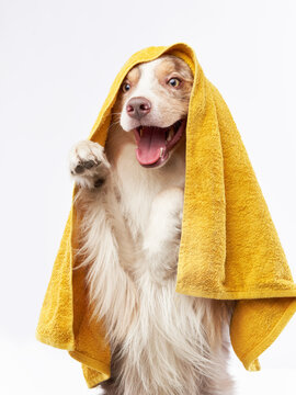 wet dog after shower. Border collie with yellow towel. Pet grooming