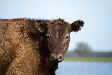 Angus and Murray Grey cows walking through water.