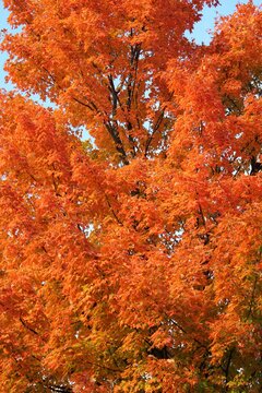 Bright orange maple tree displaying the fall colors.