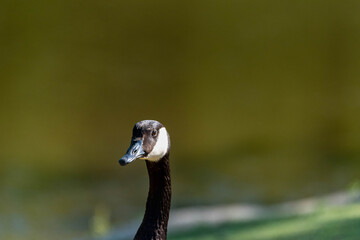A single Adult Canadian goose head profile view