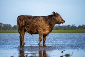 Angus and Murray Grey cows walking through water.