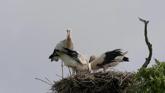 White Sork Feeding its Young in the Nest. Knepp Estate.