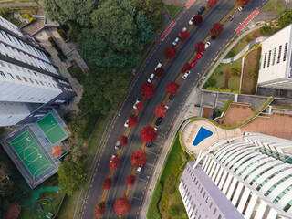 Vista aérea das árvores no outono em Curitiba na rua Árvores de outono Rua Deputado Heitor Alencar Furtado, Paraná, Brasil
