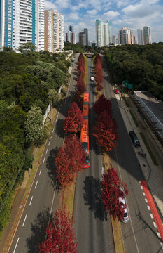 Vista a&eacute;rea das &aacute;rvores no outono em Curitiba na rua &Aacute;rvores de outono Rua Deputado Heitor Alencar Furtado, Paran&aacute;, Brasil