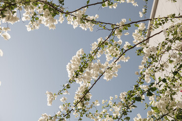 Closeup of tropical plant with beautiful white flowers and green leaves against blue sky. Summer travel vacation floral background