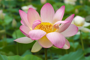flower of lotus with petals