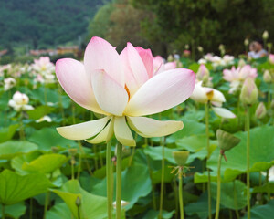 Fototapeta premium flower of lotus with petals