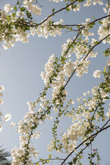 Closeup of tropical plant with beautiful white flowers and green leaves against blue sky