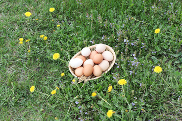 White and brown eggs of domestic hens in basket on green grass and dandelions texture background. Pile of eggs or nest.