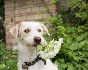 funny white dog with a white hydrangea flower in his teeth is sitting in the garden. surprise for the owner with love. harmony of nature. Beloved loyal pet friend