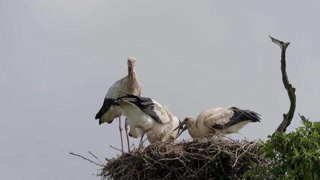 White Sork Feeding its Young in the Nest. Knepp Estate.