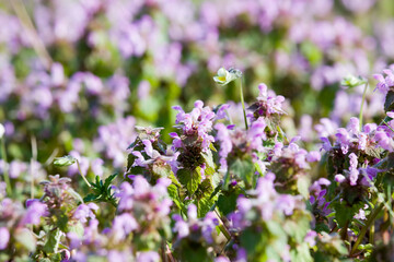 beautiful flower purple