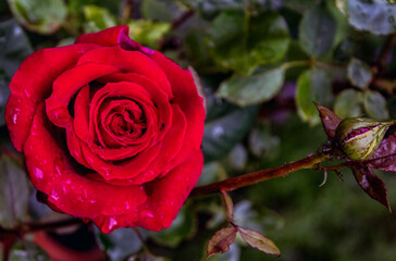 Bl&uuml;ten im Juli 2021, nach dem Regen. Rote Rosen