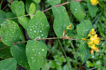 Bl&uuml;ten im Juli 2021, nach dem Regen. Hypericum