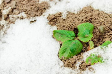 Natural anomaly, greenery under snow in spring in May.