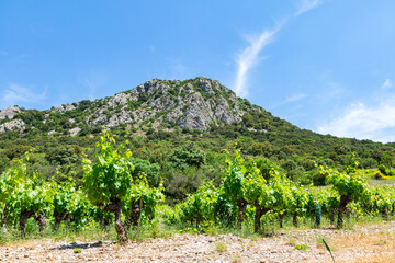 Fototapeta na wymiar Vue sur le Pic de Vissou depuis les vignes (Occitanie, France)