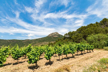Fototapeta na wymiar Vue sur le Pic de Vissou depuis les vignes (Occitanie, France)