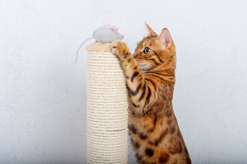 Bengal cat plays with a plush mouse next to a scratching post