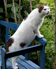 Juni 2021, Kater Joe auf der blauen Bank.