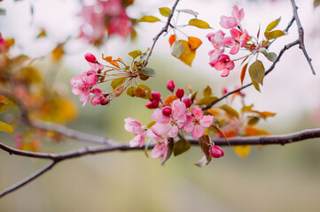 Branches of apple blossoming flowers. Spring flowering garden, fruit tree.