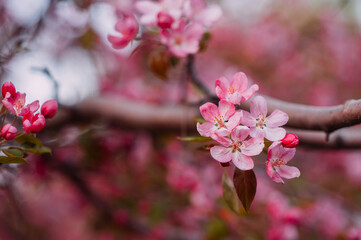 Branches of apple blossoming flowers. Spring flowering garden, fruit tree.