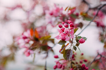 Branches of apple blossoming flowers. Spring flowering garden, fruit tree.