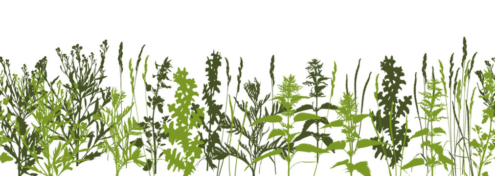 Natural herbs row - wild green grass - herbal seamless border - plant silhouettes on white