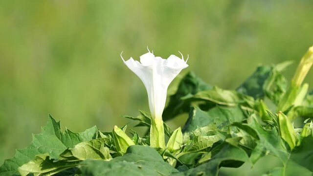White flower of Jimson Weed plant, Datura stramonium
