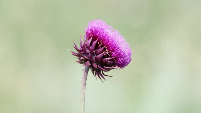 Purple flower head of Milk thistle, Carduus Nutans