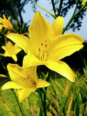 Obraz premium Yellow Dalily Blossoming, Tigoni Highlands, Kenya