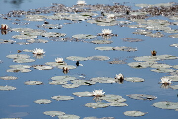 Seerosen, Seerosenblätter in einem Gewässer, Gegenlichtstimmung, Hintergrund