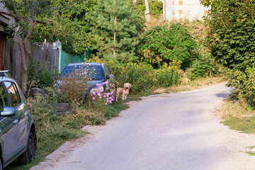 Rustic. rural landscape in summer, dog wheaten terrier breed in the village near the fence of the house on the road near the car