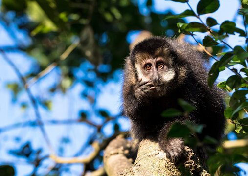 Macaco-prego na árvore sorrindo Stock Photo