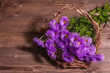 Purple decorative daisies on wooden background