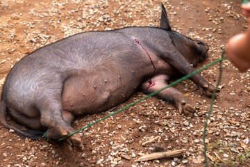 The poor big fat boar was shot and bled. Wild animals caught by hunters Ideas to End Wild Hunting...