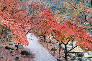 Fototapeta na wymiar 日本の愛知県にある美しい紅葉スポット「香嵐渓」の写真
