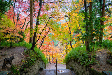 日本の愛知県にある美しい紅葉スポット「香嵐渓」の写真