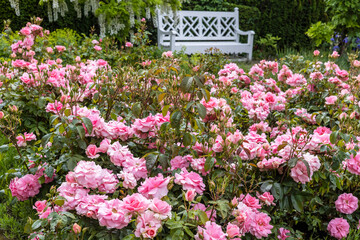 Fototapeta na wymiar Small rose garden with pink floribunda roses and white garden bench in background.
