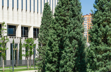 Rows of trimmed Arizona cypress (Cupressus arizonica) 'Blue Ice' on stadium Krasnodar background. Public landscape 'Galitsky park' for relaxation and walking in sunny spring 2021