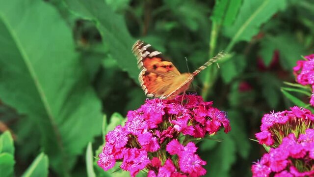 Orange butterfly Painted Lady nectaring on Sweet William flower. Vanessa cardui or Cosmopolitan sitting on pink Dianthus barbatus flowers in sunny summer garden