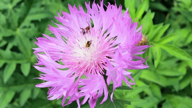 Wild bees pollinate and land on the pink cornflowers. Extinction of bees, collecting nectar and pollination of plants close-up.